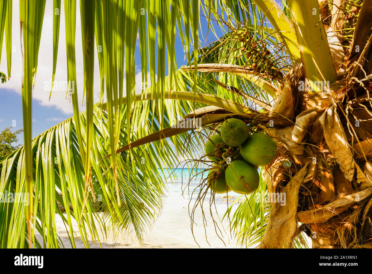 Coconuts hang from a palm tree on a sandy beach in paradise with the ocean in the background Stock Photo