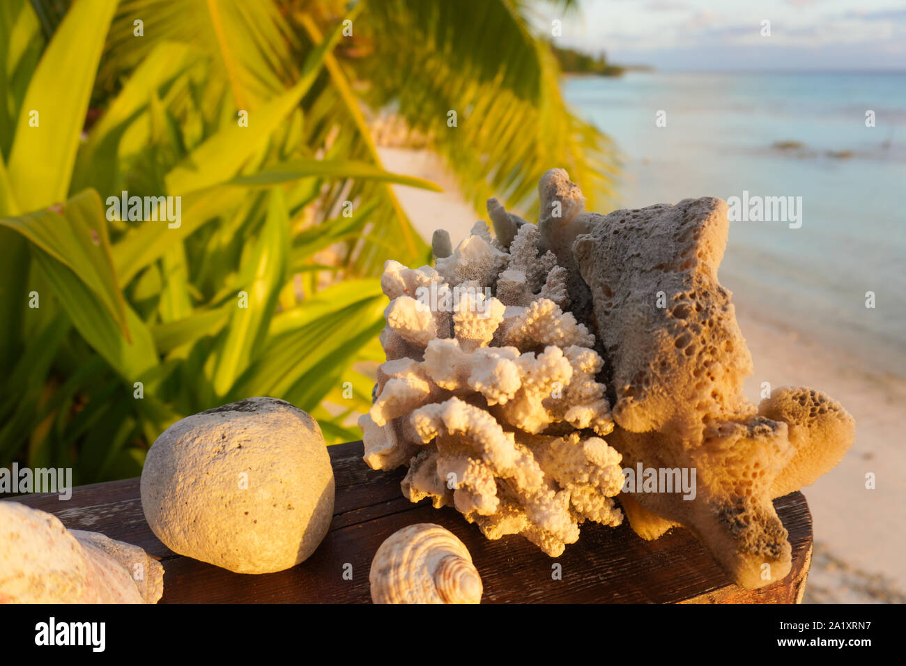 Coral and shells rest on a bungalow deck railing in front of palm trees and a sandy beach and blue ocean Stock Photo