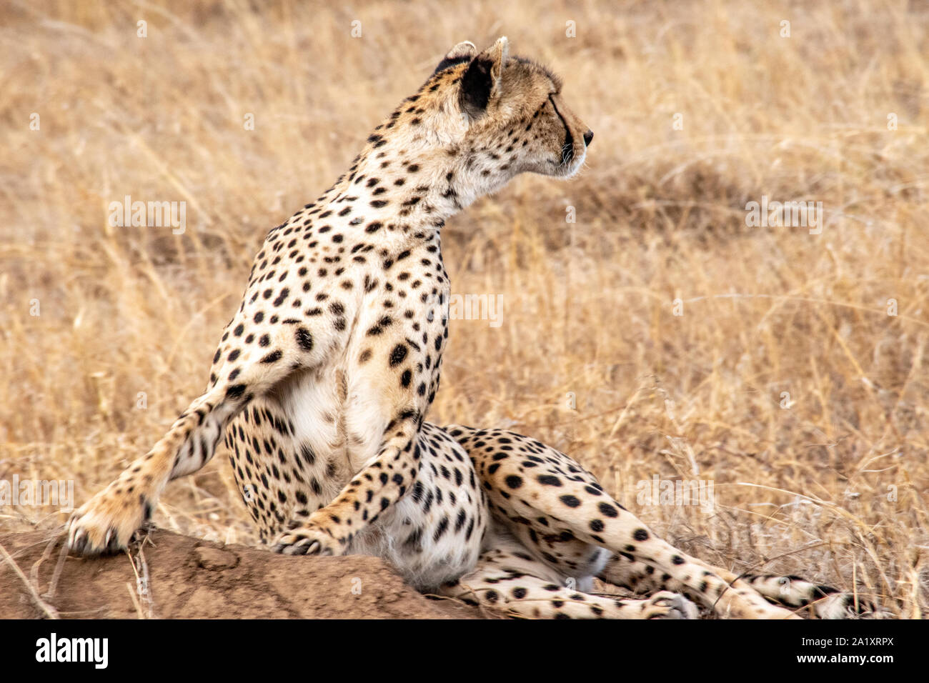 Cheetahs keep watch for prey and predators. Stock Photo