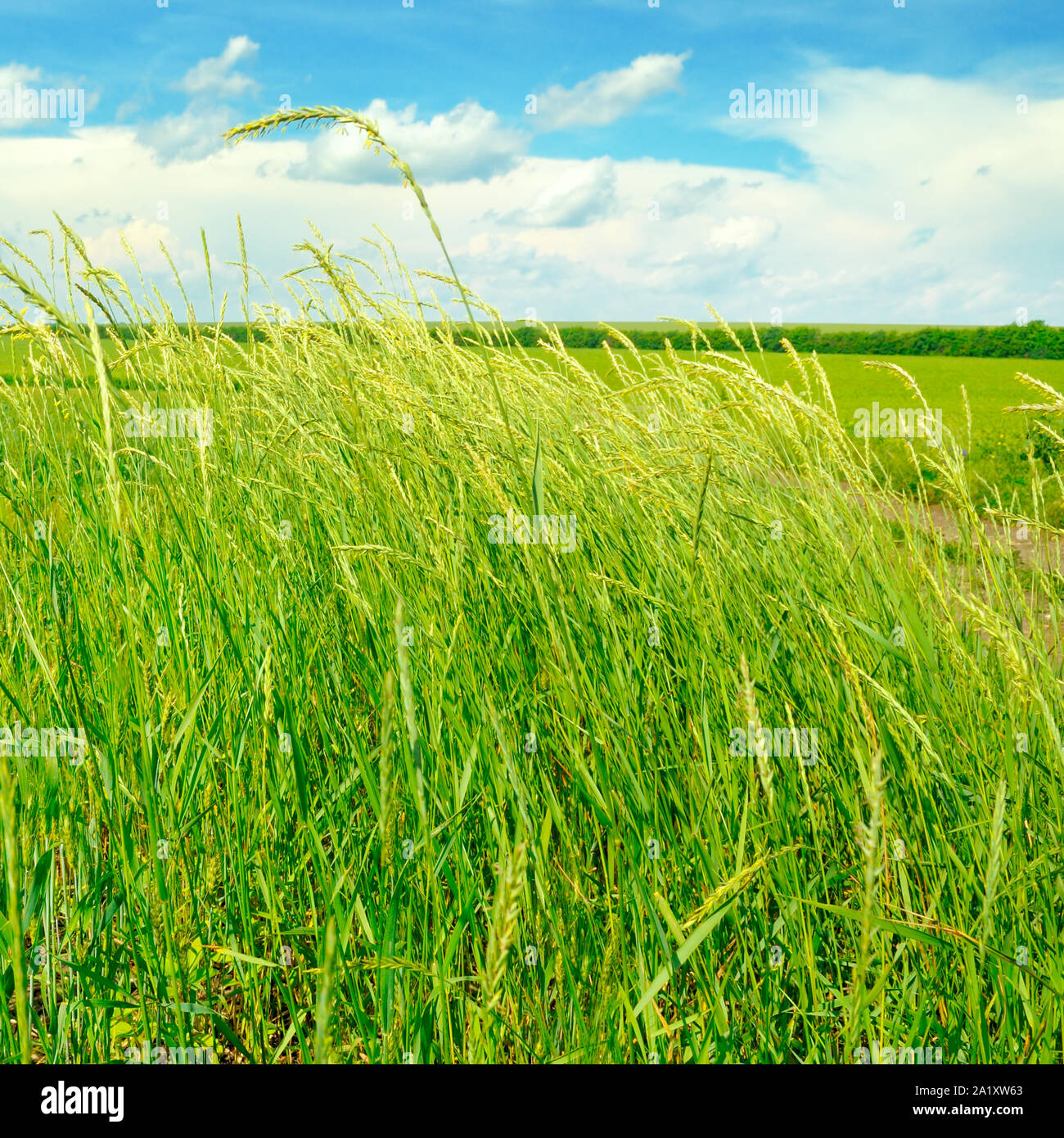 green field and blue sky with light clouds Stock Photo - Alamy