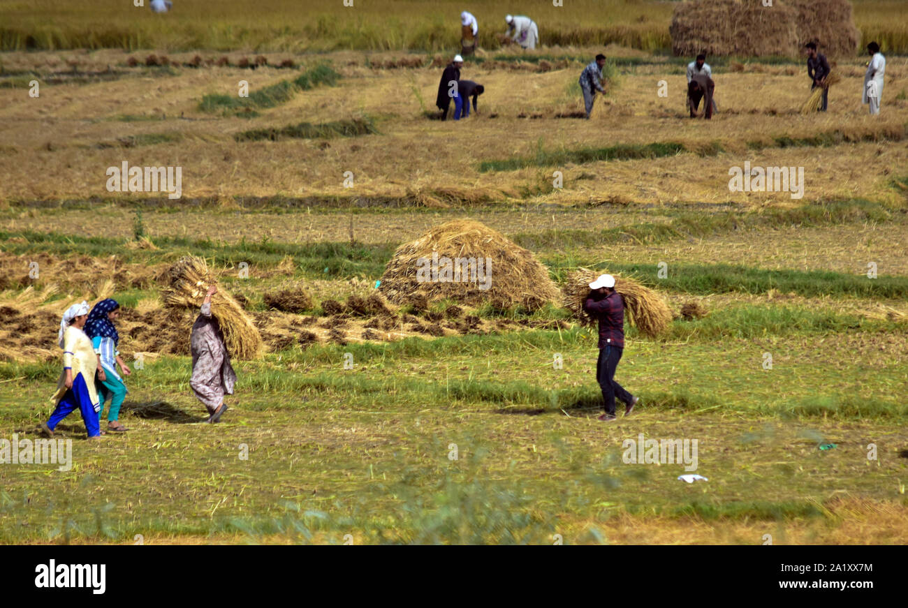 Kashmiri farmers work at the field during the rice harvest season on the outskirts of Srinagar, Kashmir.India is one of the world's largest producers of white rice and brown rice, accounting for 25% of all world rice production. Rice is India's pre-eminent crop and is the staple food of the people of the eastern and southern parts of the country. Stock Photo