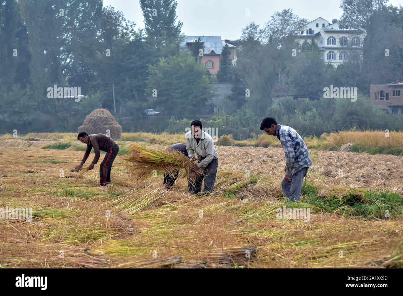 Kashmiri farmers reap rice at the field during the rice harvest season