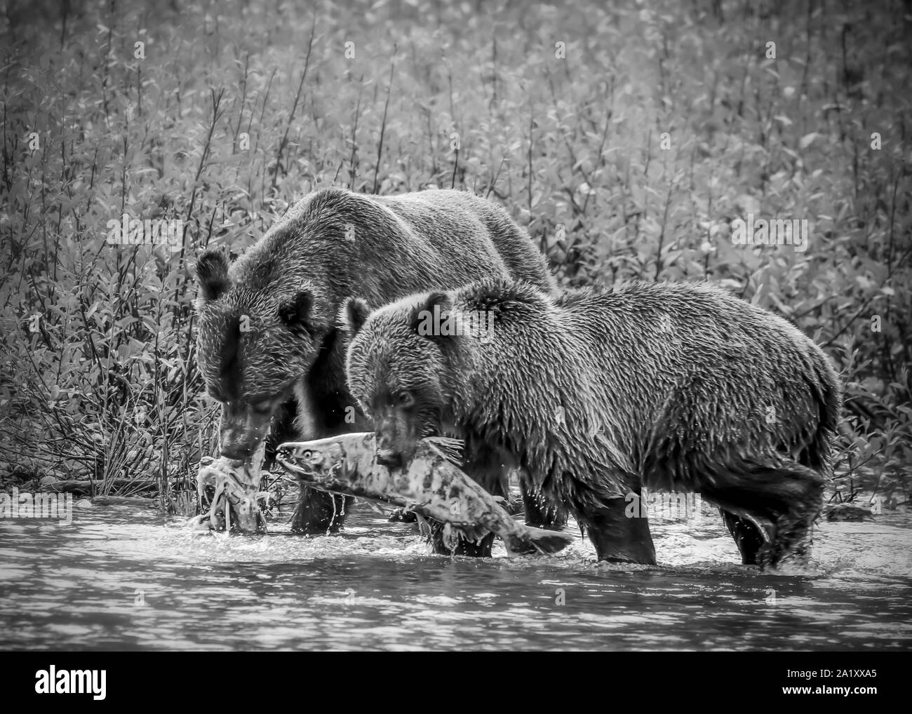 Two Grizzly Bears eating Salmon that they've caught in the river. The image is in black and white Stock Photo