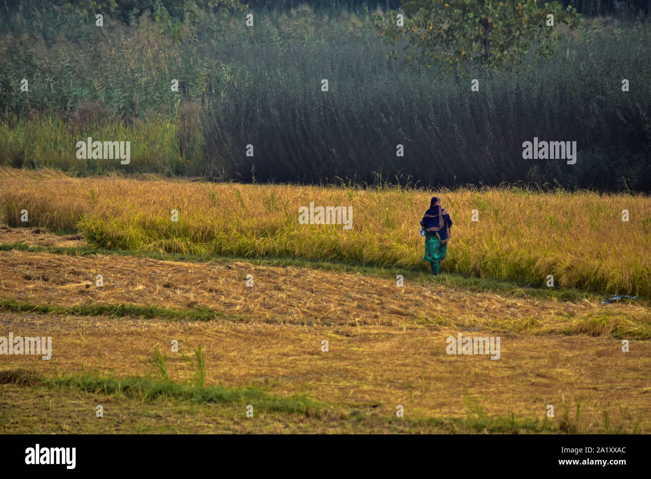 A Kashmiri farmer walks at the field during the rice harvest season on the outskirts of Srinagar, Kashmir.India is one of the world's largest producers of white rice and brown rice, accounting for 25% of all world rice production. Rice is India's pre-eminent crop and is the staple food of the people of the eastern and southern parts of the country. Stock Photo