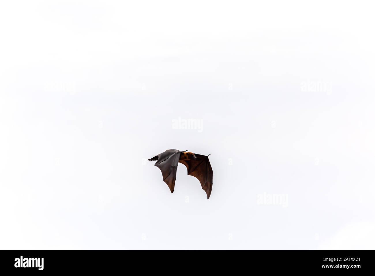 flying fox in flight over the Bentota River Sri Lanka Stock Photo