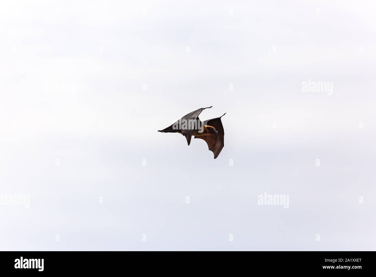 Flying fox giant bat australia hi-res stock photography and images - Alamy