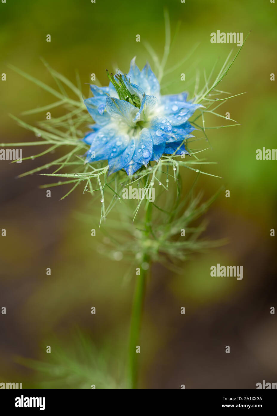 Blue rain flower hires stock photography and images Alamy