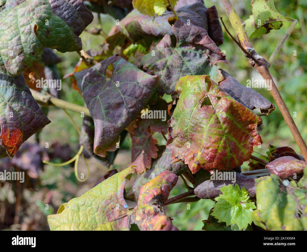 Grapevine leafroll associated virus Stock Photo Alamy