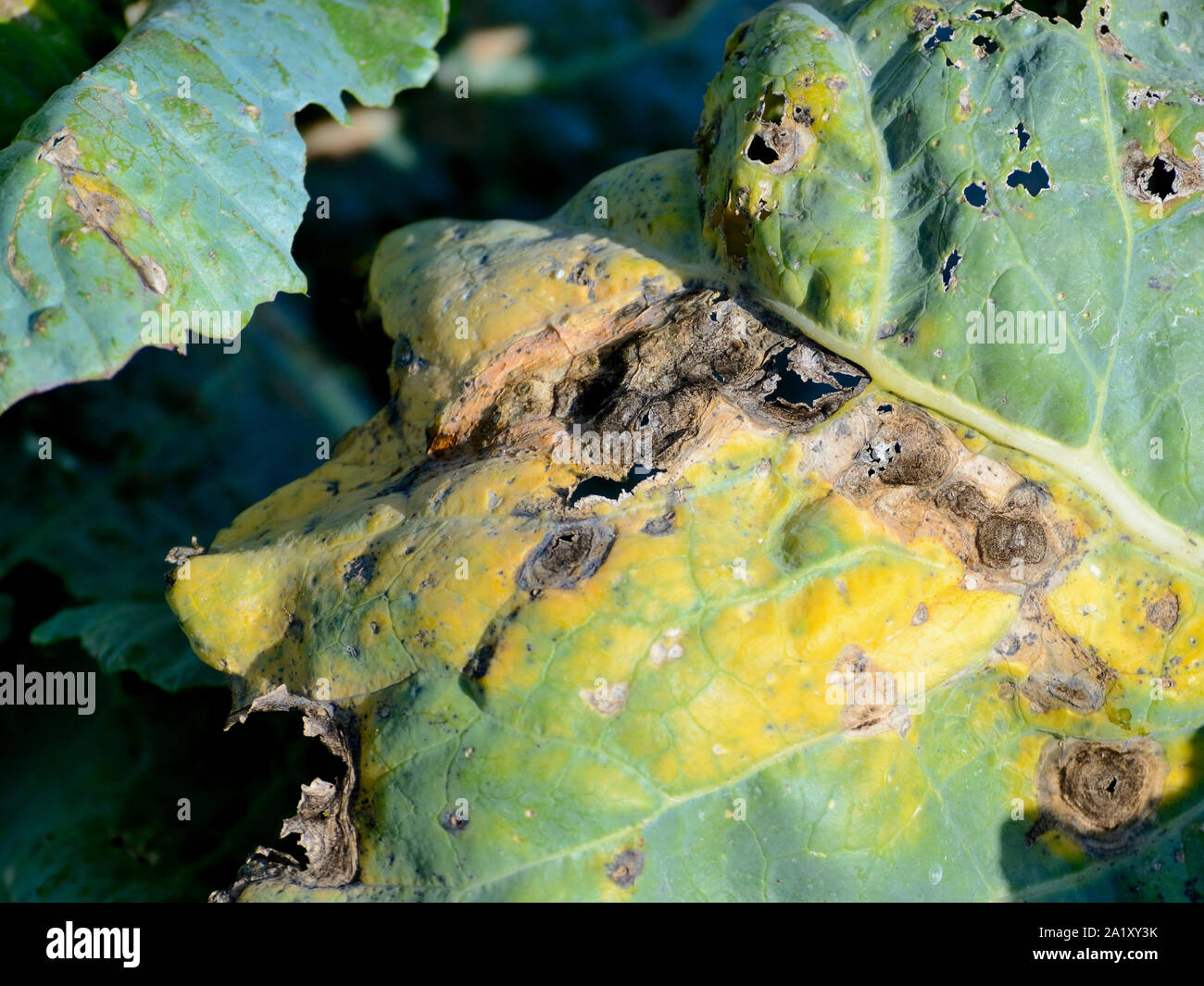 Alternaria leaf spot on cabbage, Alternaria brassicicola Stock Photo