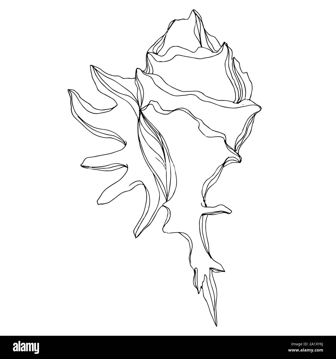 Simple Ink Seashells Vector Vector Summer beach seashell tropical elements. Black and white ...