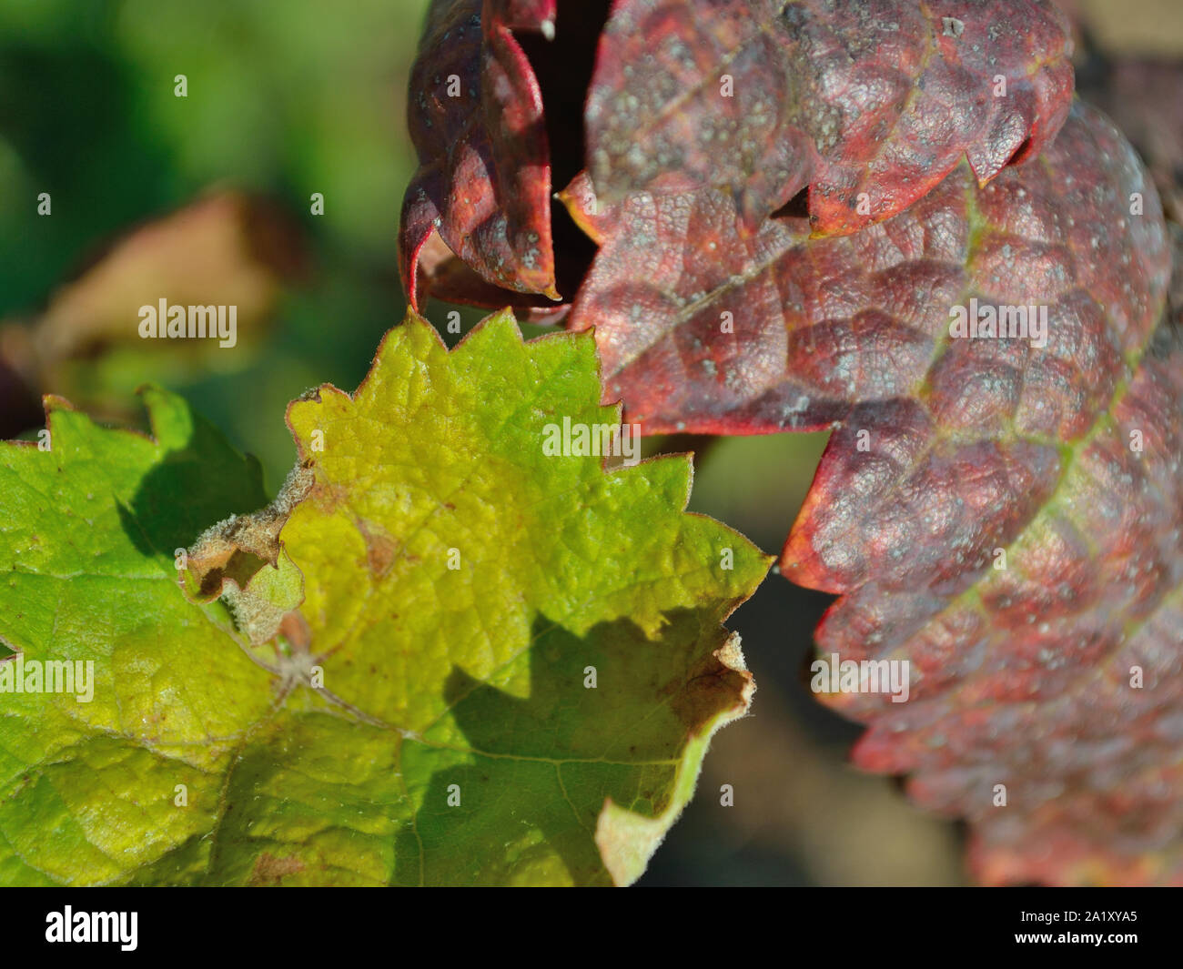 Grapevine leafroll associated virus hires stock photography and images