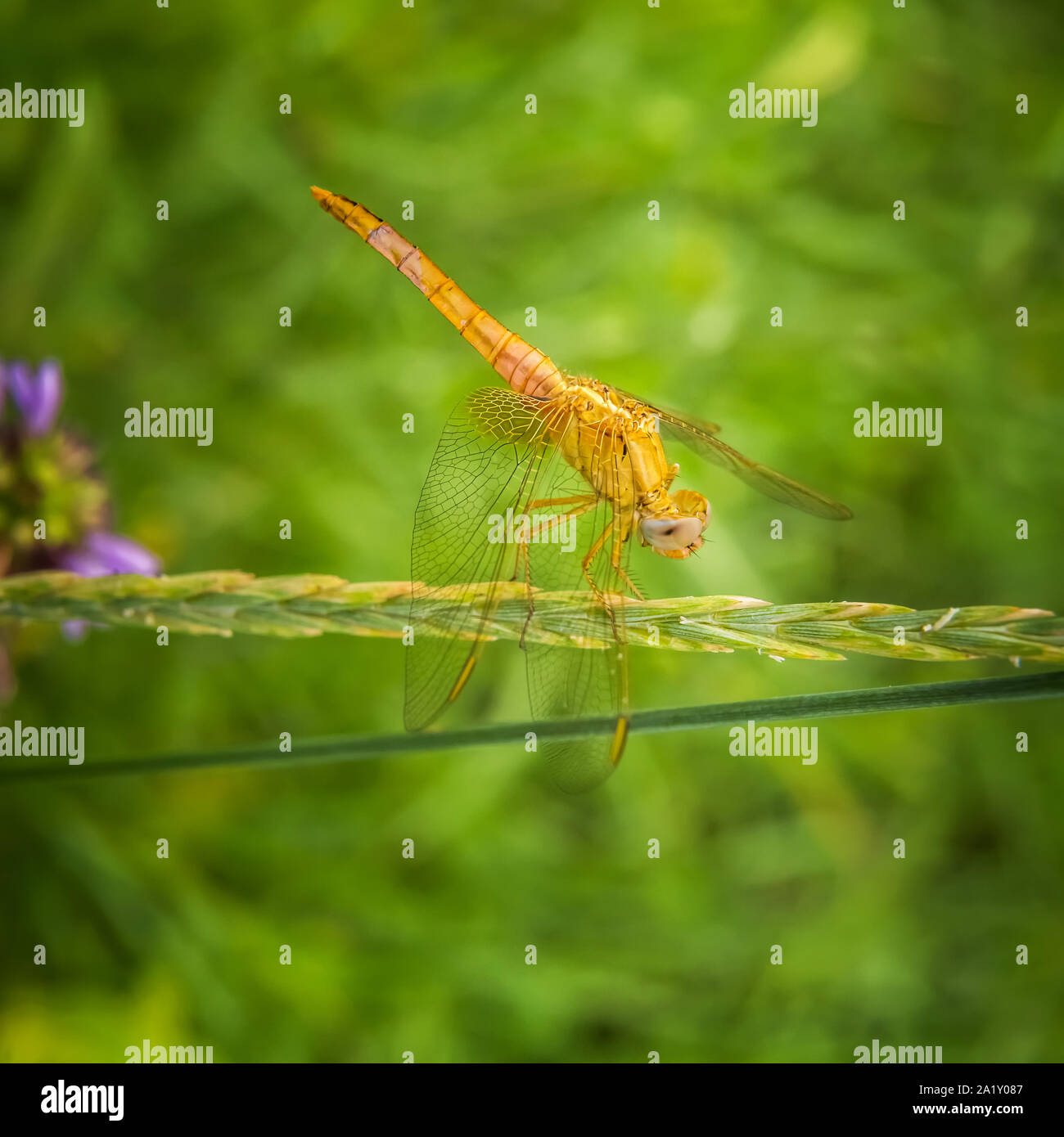 Bright golden yellow dragonfly resting on ear of grass. Sympetrum flaveolum specie. Unfocused blooming meadow at background.  Selective focus. Square Stock Photo