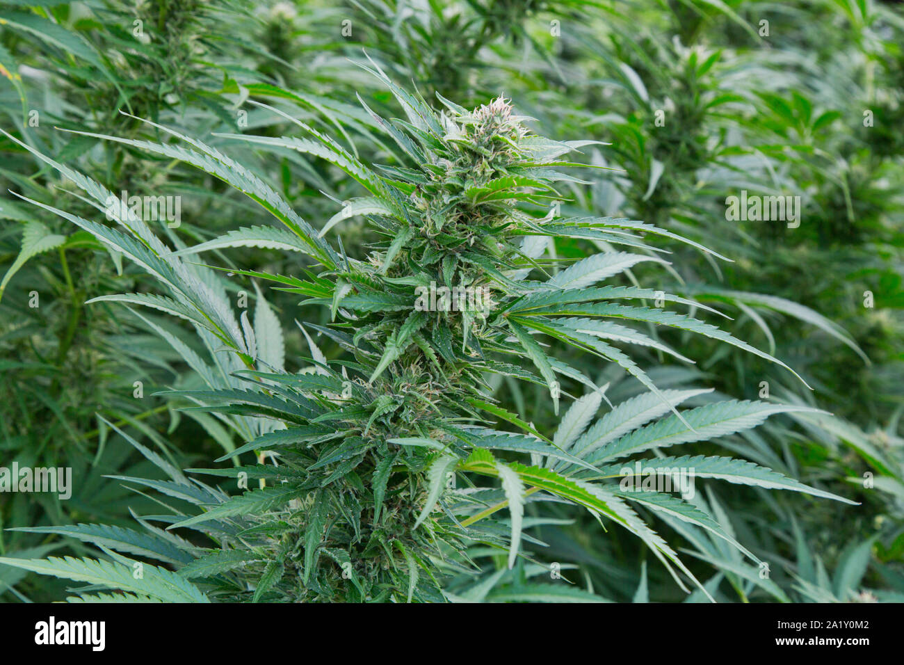 Organic Hemp maturing in field,  'Lifter'  strain,  Cannabis sativa,  farm, Oregon. Stock Photo