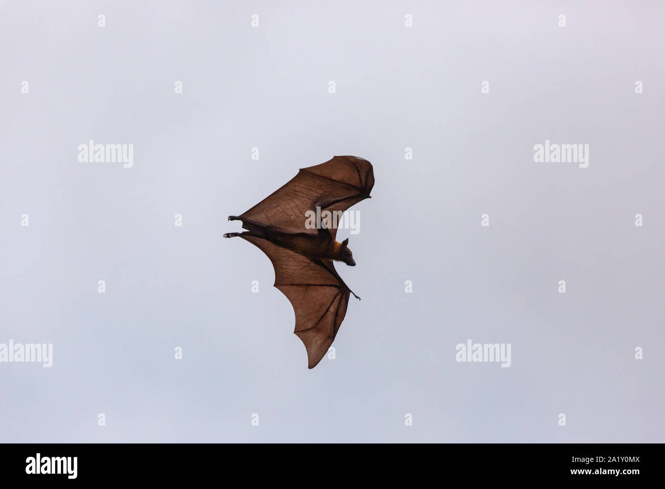 Flying fox giant bat australia hi-res stock photography and images - Alamy
