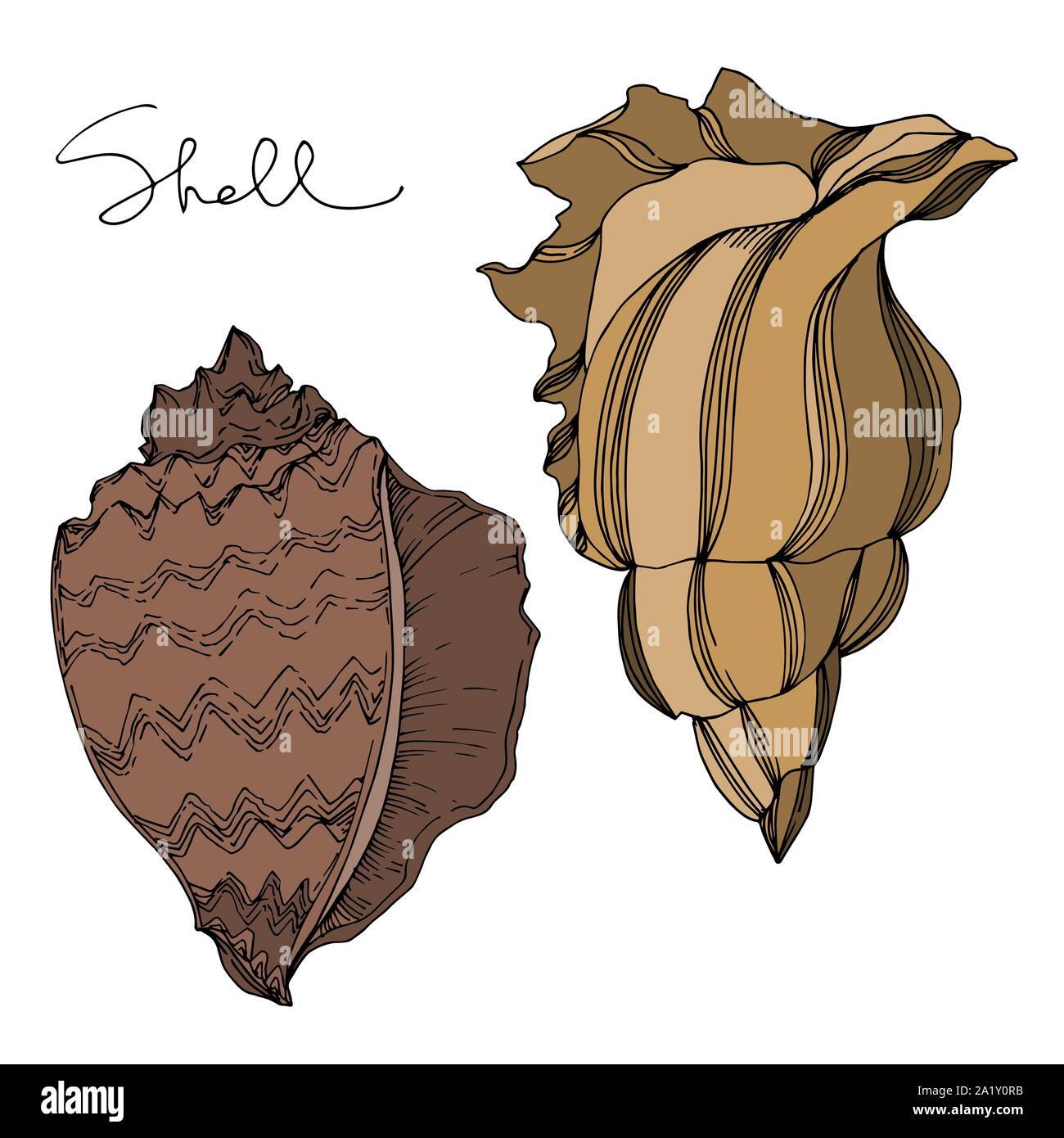 Simple Ink Seashells Vector Vector Summer beach seashell tropical elements. Black and white ...
