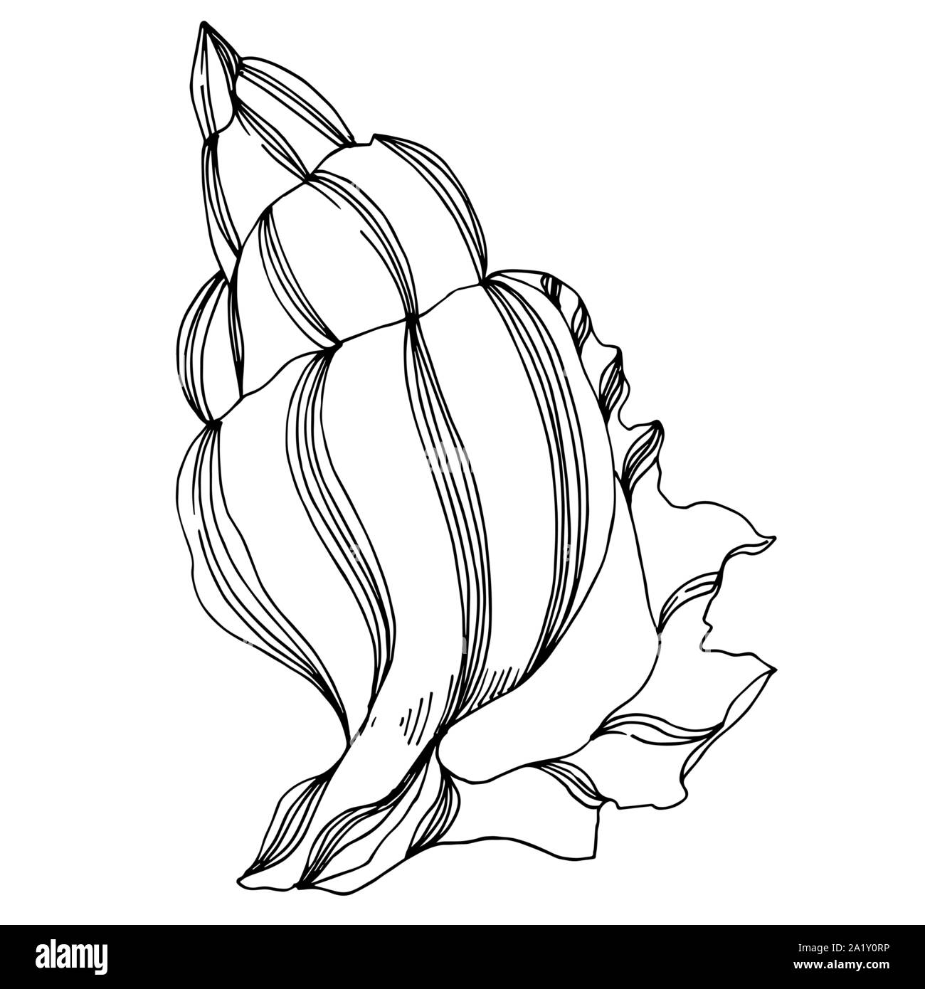 Simple Ink Seashells Vector Vector Summer beach seashell tropical elements. Black and white ...