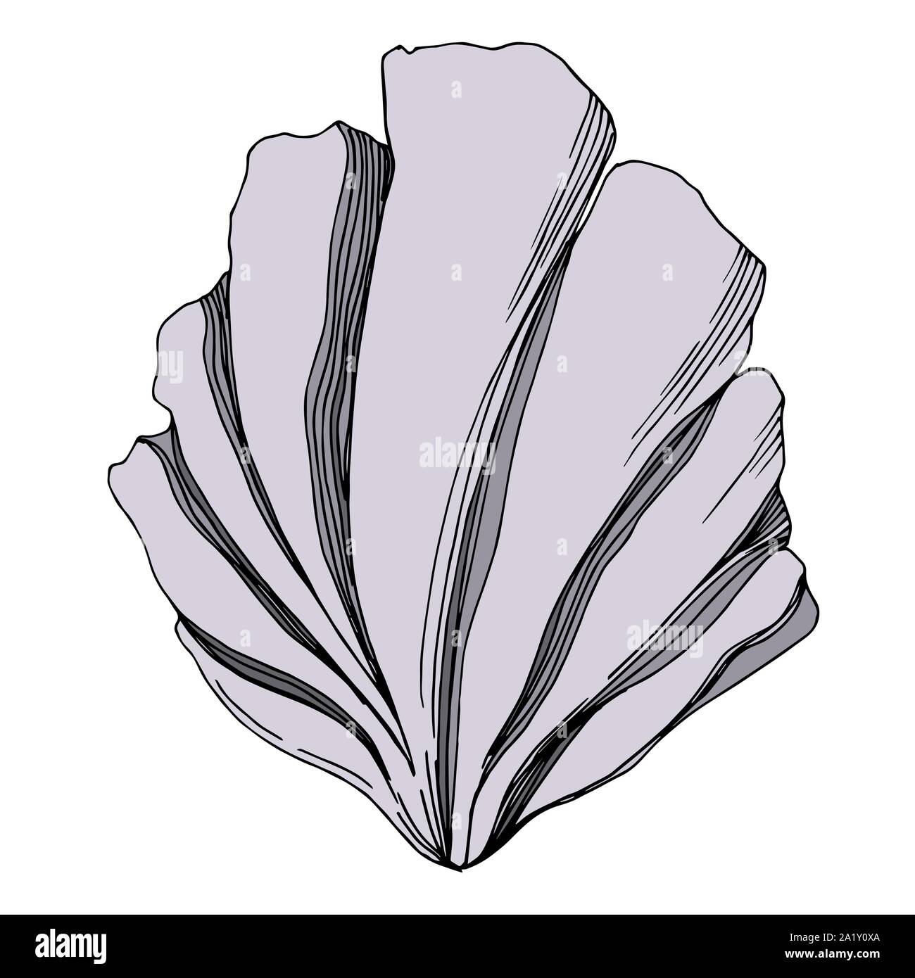 Simple Ink Seashells Vector Vector Summer beach seashell tropical elements. Black and white ...