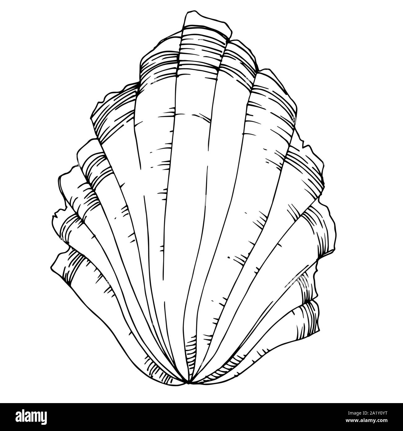 https://c8.alamy.com/comp/2A1Y0YT/vector-summer-beach-seashell-tropical-elements-black-and-white-engraved-ink-art-isolated-shells-illustration-element-on-vhite-background-2A1Y0YT.jpg