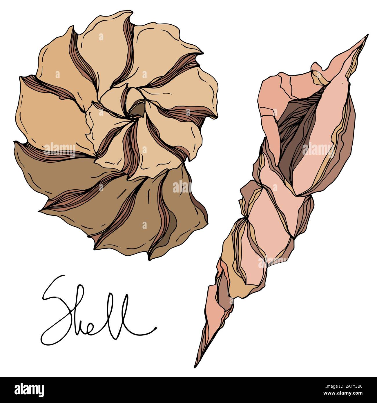 Simple Ink Seashells Vector Vector Summer beach seashell tropical elements. Black and white ...