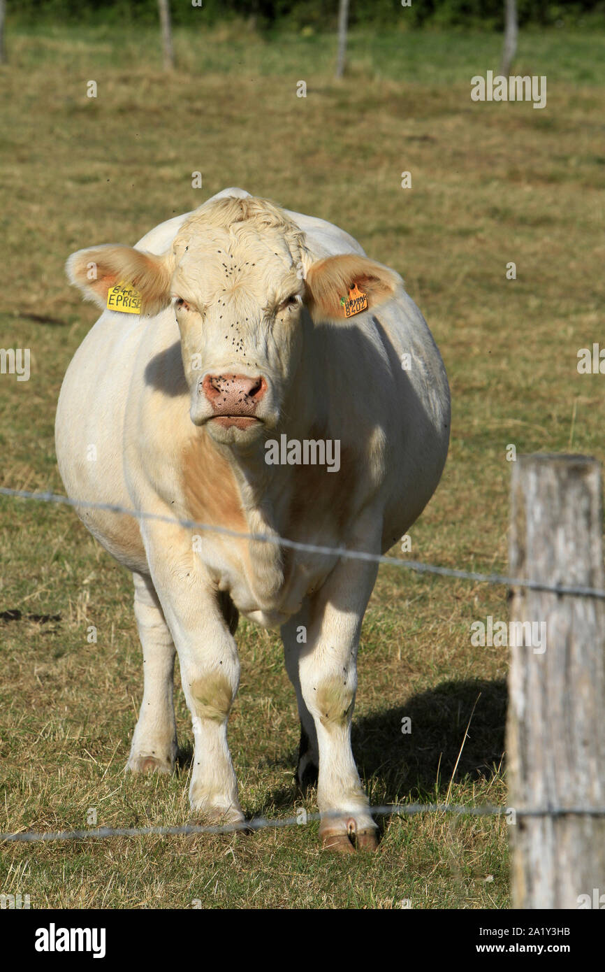 Vache dans un champs. Seine-et-Marne. France. Stock Photo