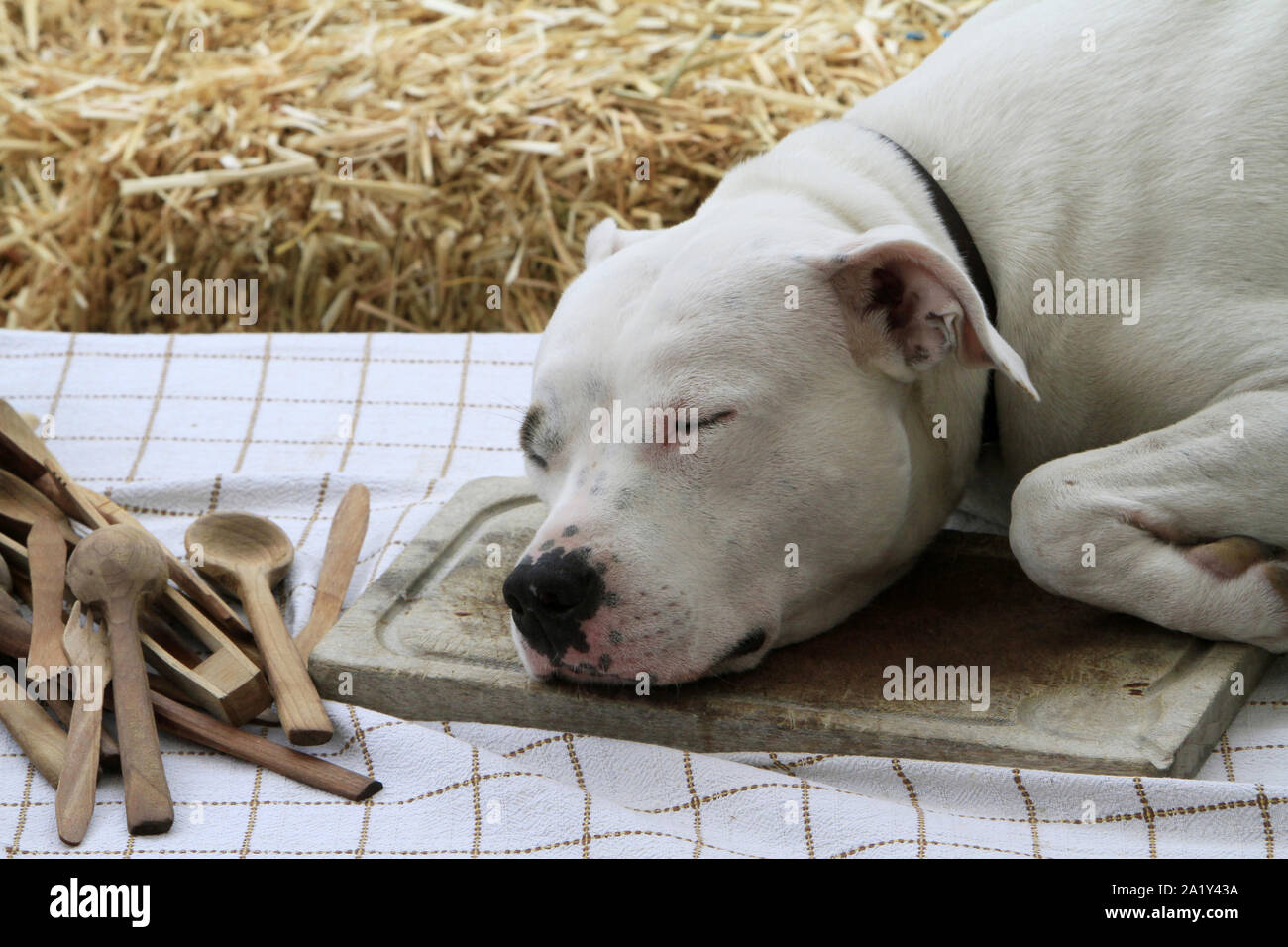 Chien dormant sur une planche en bois de cuisine. Stock Photo