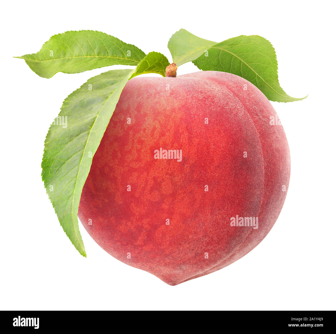 Isolated Peach One Raw Pink Peach Hanging On A Stem With Leaves Isolated On White Background With Clipping Path Stock Photo Alamy Isolated Peach One Raw Pink Peach Hanging On A Stem With Leaves Isolated On White Background With Clipping Path Stock Photo Alamy