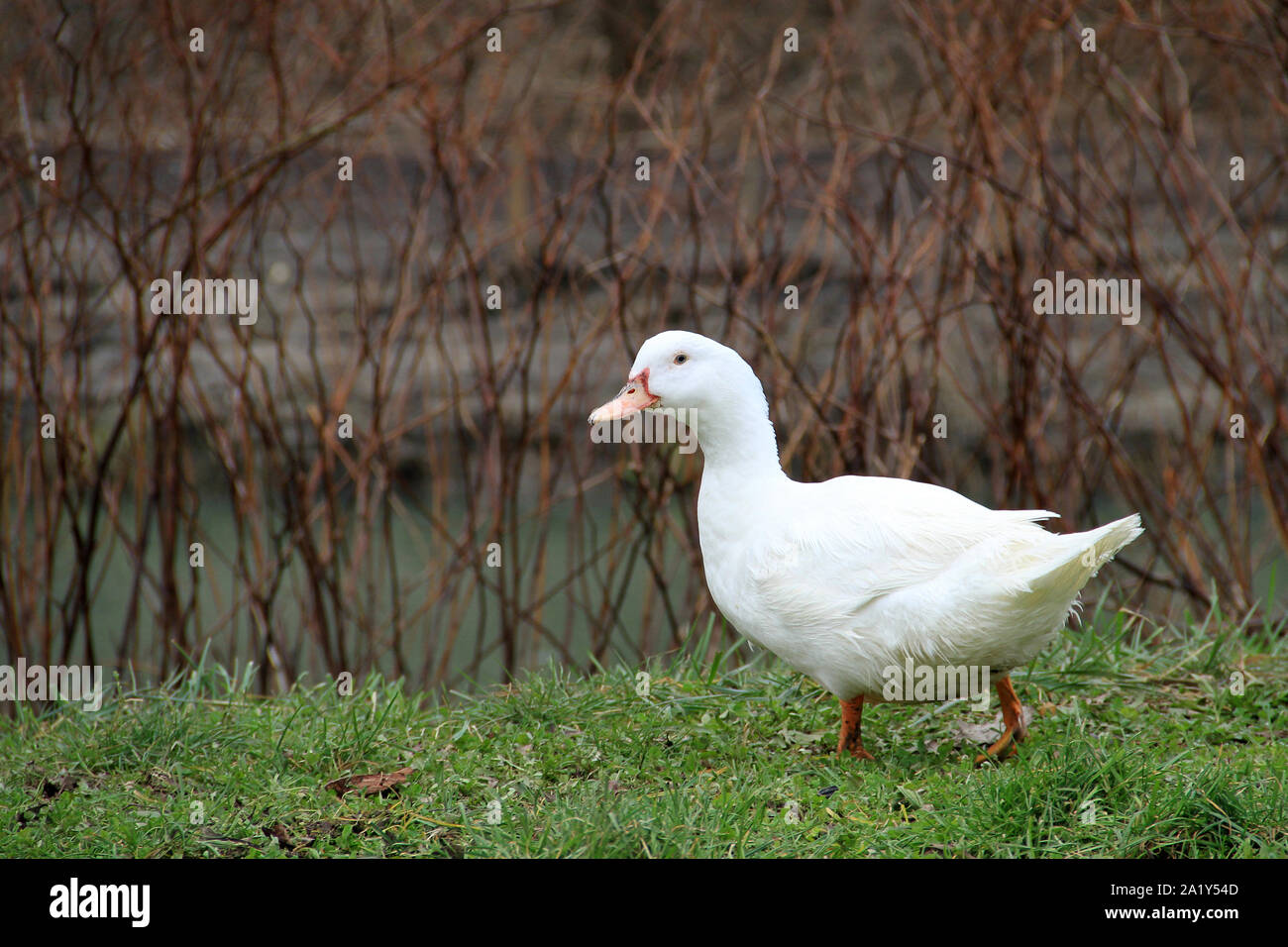 Canard De Barbarie Stock Photo Alamy Canard De Barbarie Stock Photo Alamy