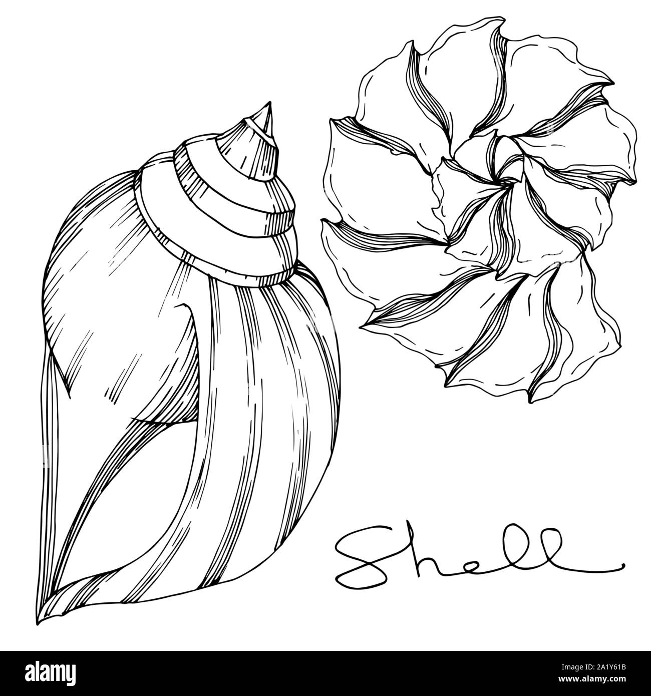 Simple Ink Seashells Vector Vector Summer beach seashell tropical elements. Black and white ...