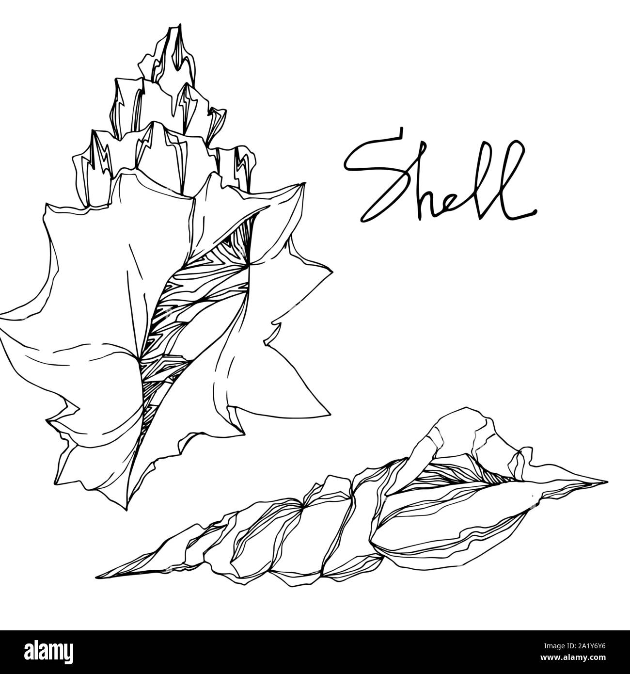 Simple Ink Seashells Vector Vector Summer beach seashell tropical elements. Black and white ...