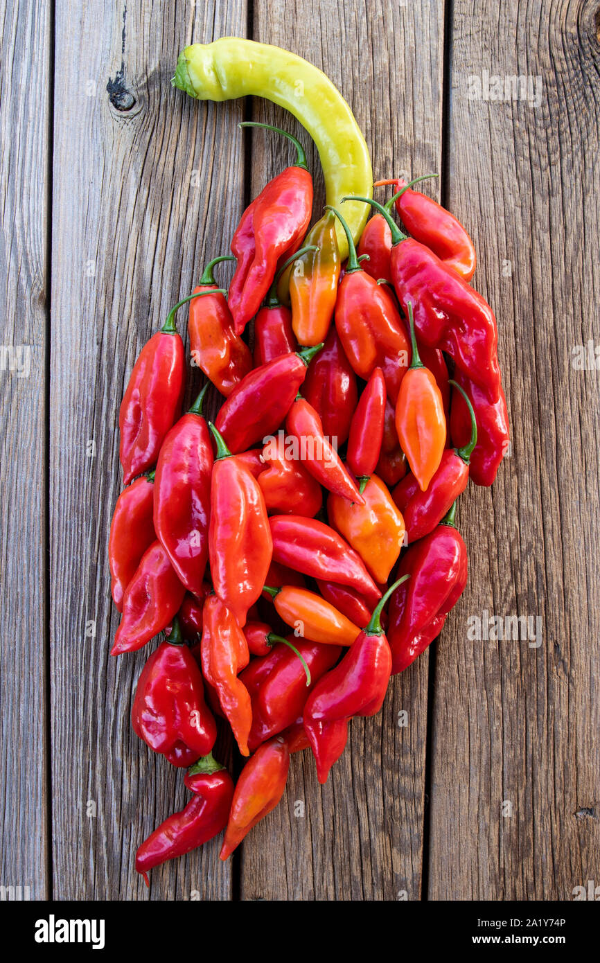 Ripe red Habanero peppers on rustic wooden table in bright sunlight. Stock Photo