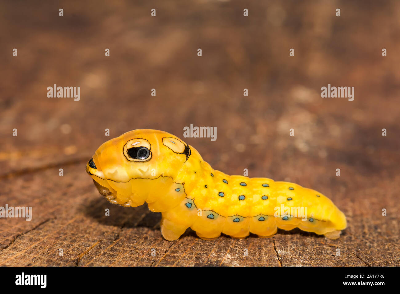 Spicebush Swallowtail Caterpillar (Papilio troilus) Stock Photo