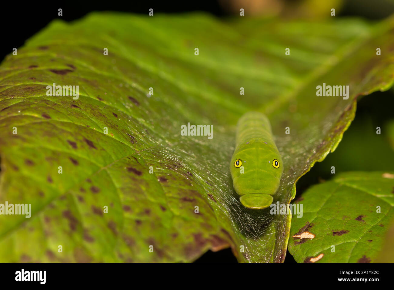 Eastern Tiger Swallowtail Caterpillar (Papilio glaucus) Stock Photo