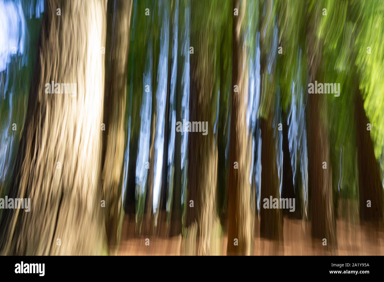 Abstract nature background in forest tall trees and spooky effect Stock ...