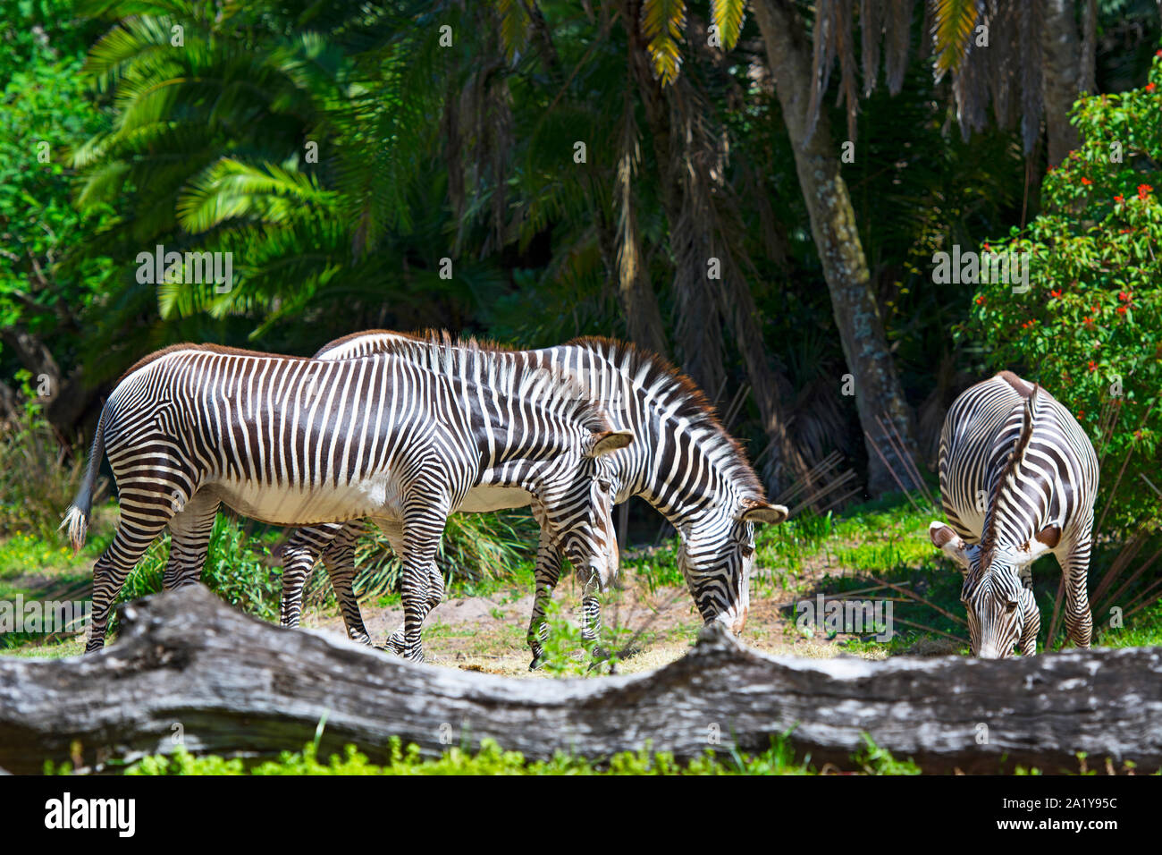 Zebra, Zebras (Guagga) at Animal Kingdom, Disney World, Orlando, Florida Stock Photo