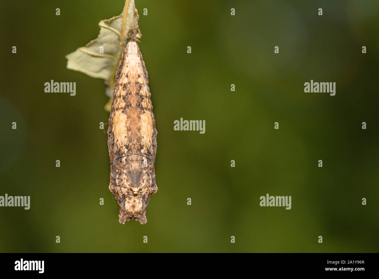 Eastern Tiger Swallowtail Chrysalis (Papilio glaucus) Stock Photo