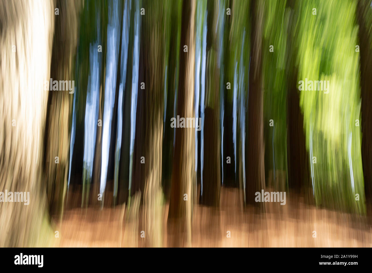 Abstract nature background in forest tall trees and spooky effect Stock ...