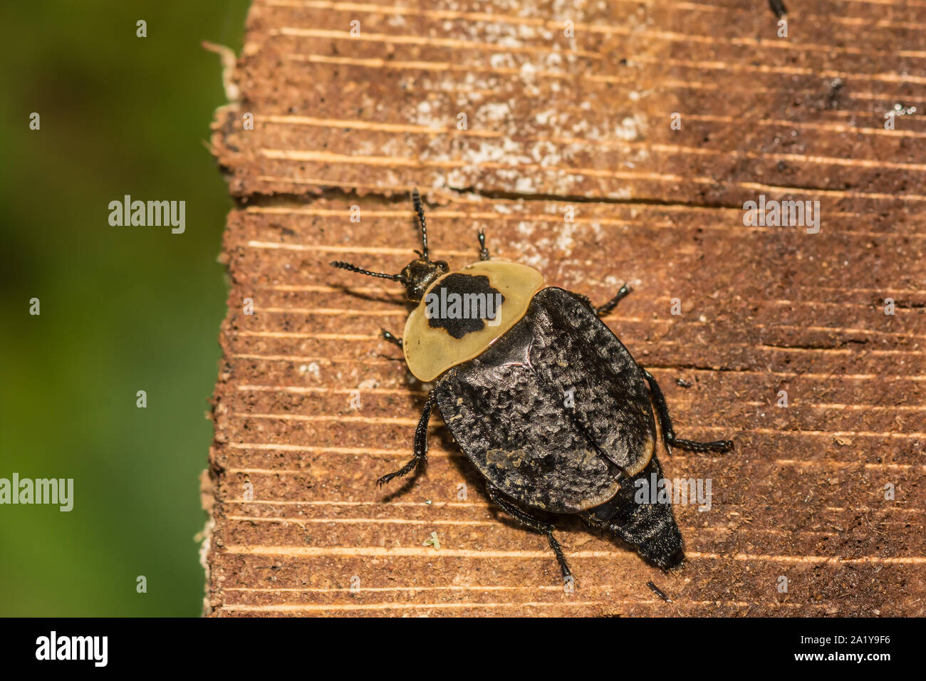 necrophila American Carrion Beetle (Necrophila americana Stock Photo - Alamy