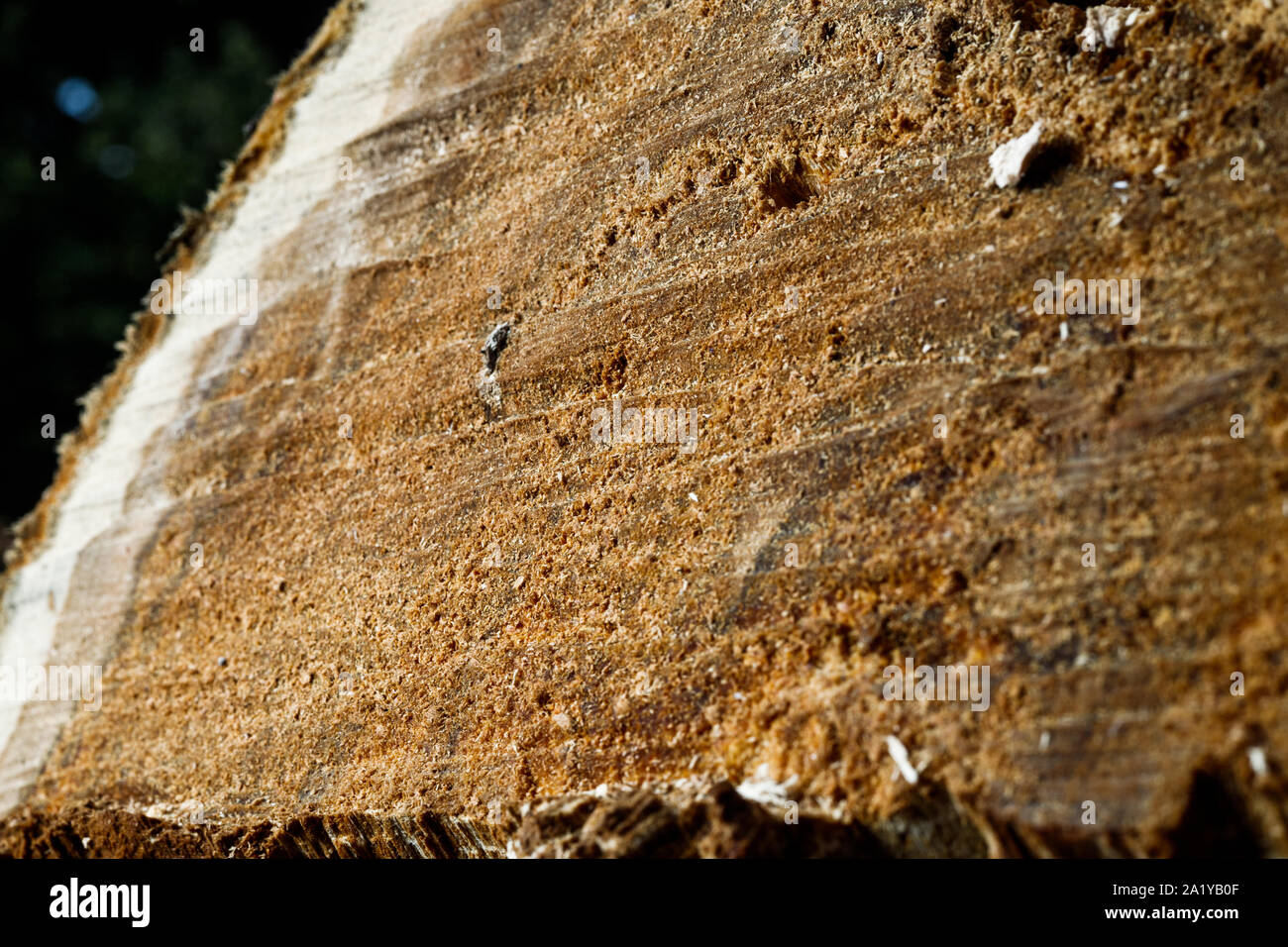 Drank an old tree. An Apple. Wood processing. Texture. Stock Photo