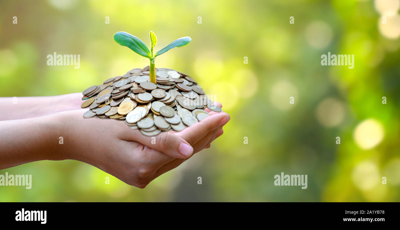 hand Coin tree The tree grows on the pile. Saving money for the future. Investment Ideas and Business Growth. Green background with bokeh sun Stock Photo