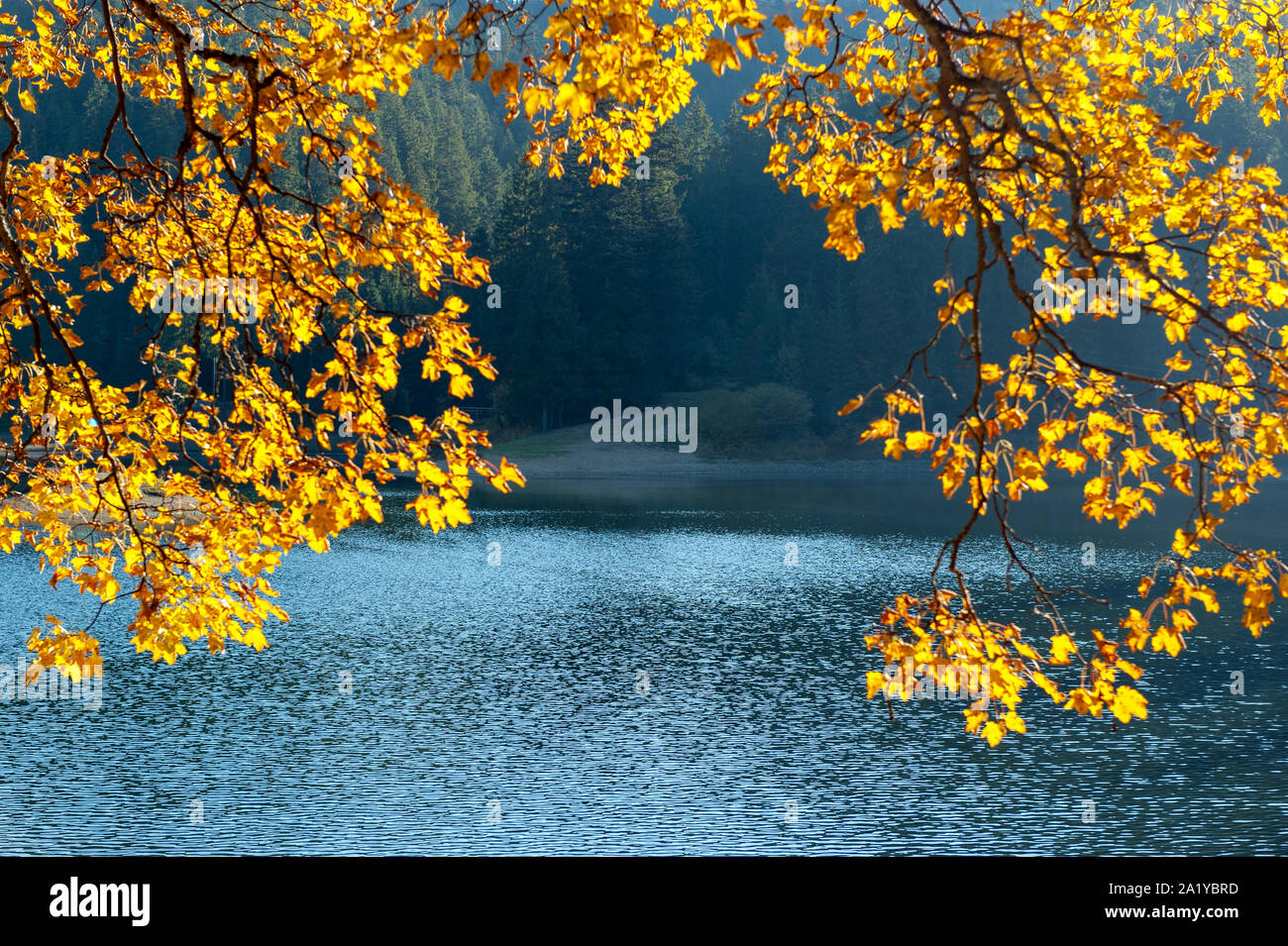 Autumn colorful foliage over lake with beautiful woods Stock Photo - Alamy
