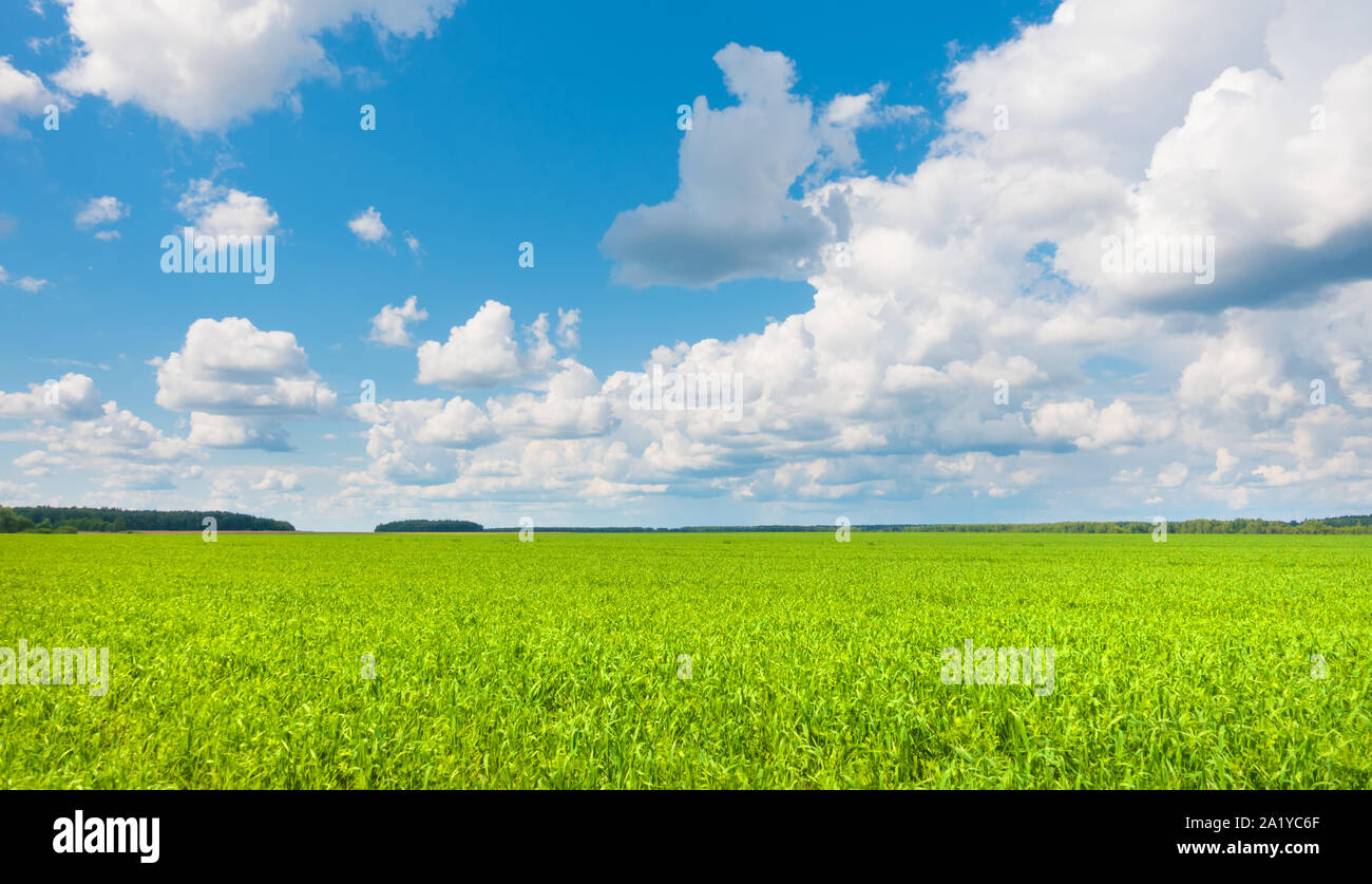 Beautiful panoramic landscape, sky and fresh green grass. Stock Photo