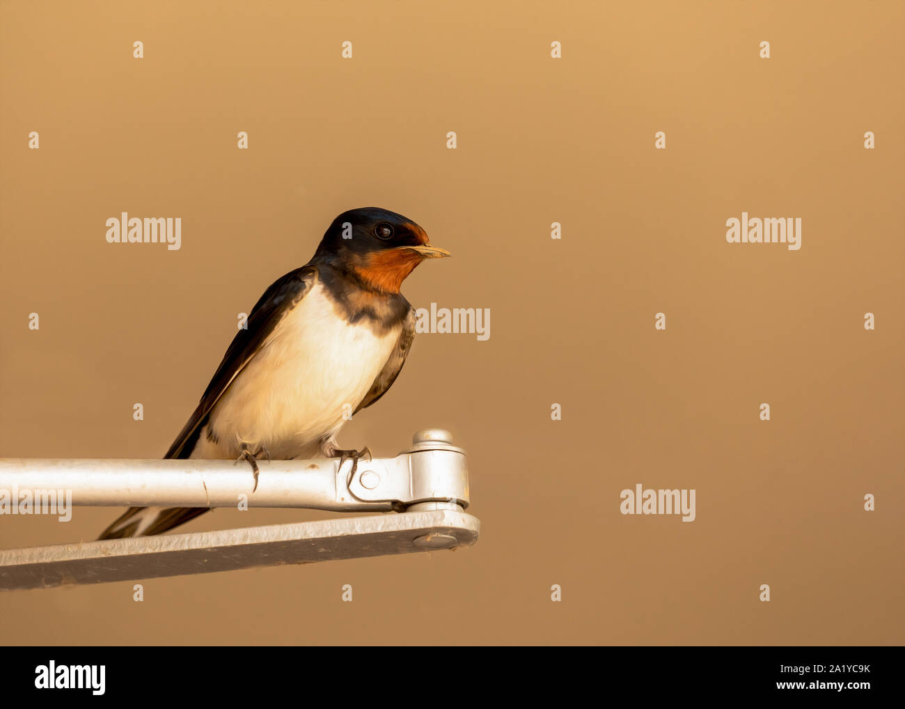 Young Swallow Perched On A Door Closer In A Toilet Block Where Its