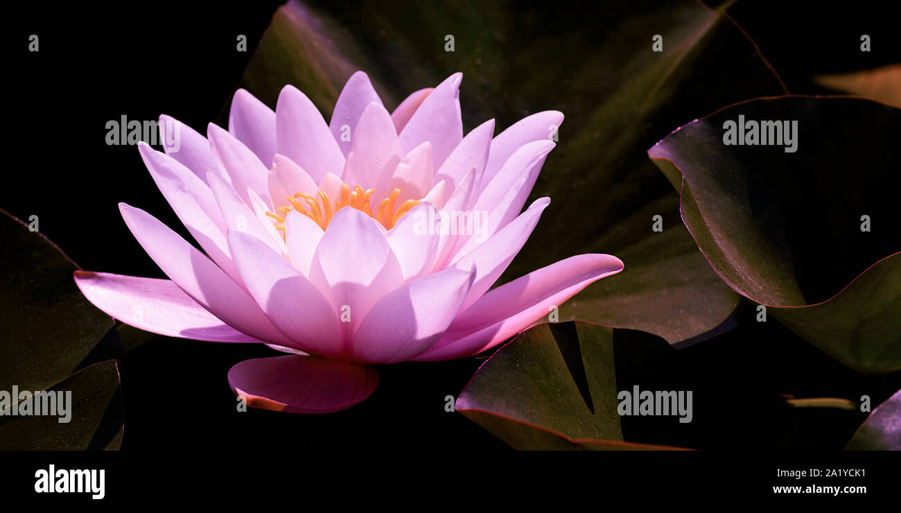 Magic pink water lily flower glowing in romantic moonlight on dark night background Stock Photo