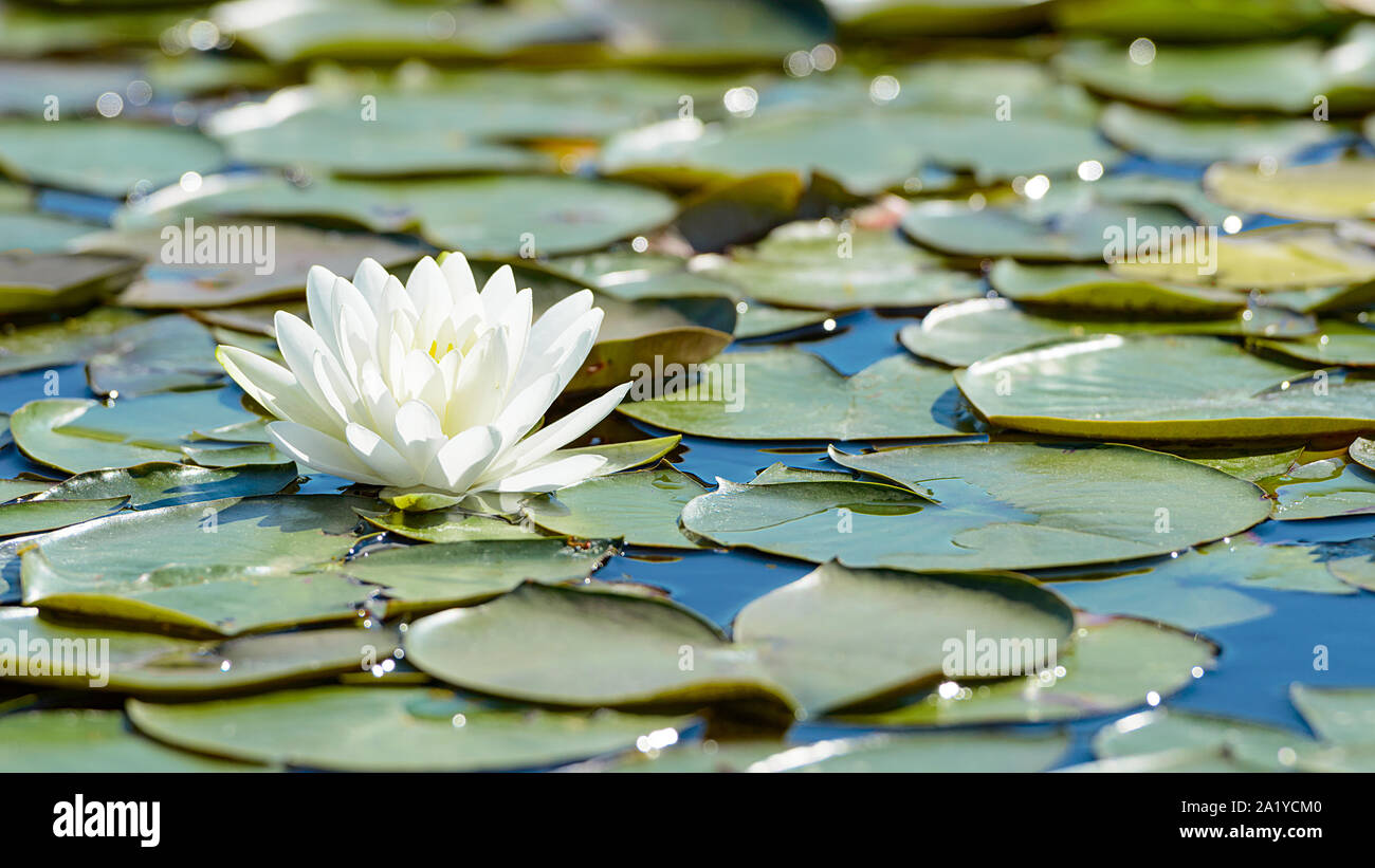 White lotus flower and lush waterlily foliage on water surface of natural  lake Stock Photo - Alamy