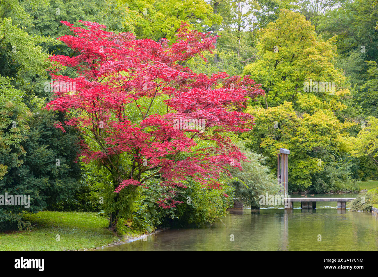 Tree with red colored foliage growing on shore of creek with wooden bridge in autumn park Stock Photo