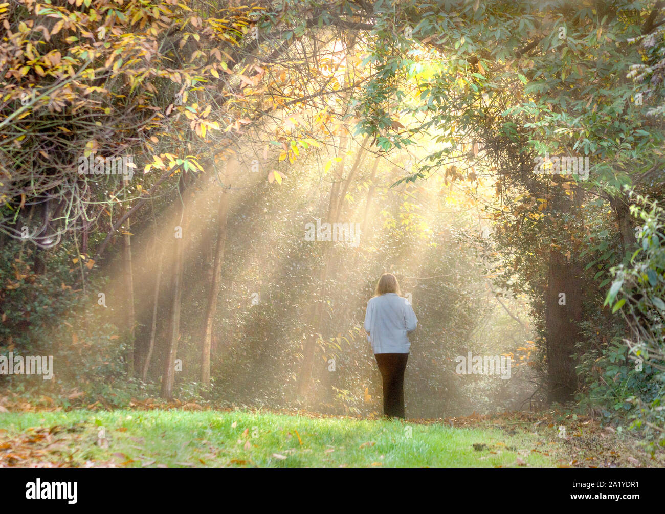 Human forest hi-res stock photography and images - Alamy