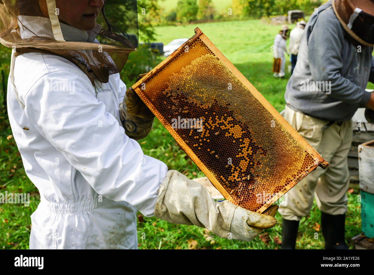 Local beekeeper shares how buying license plates helps honey bees