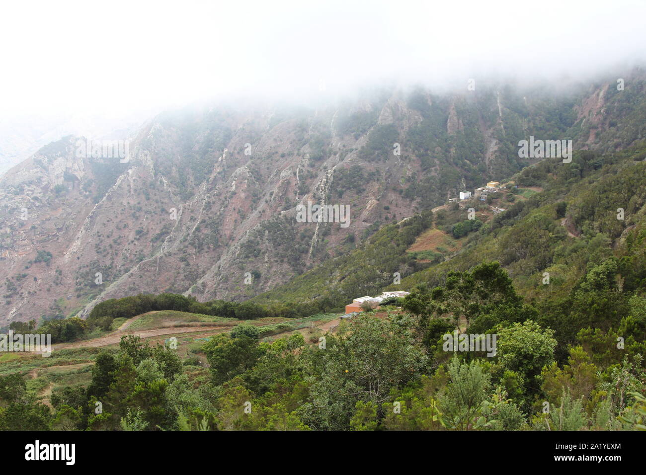 Green vs savanah, Top of Anaga Mountain Park drive, Tenerife, Canary Islands, Spain Stock Photo