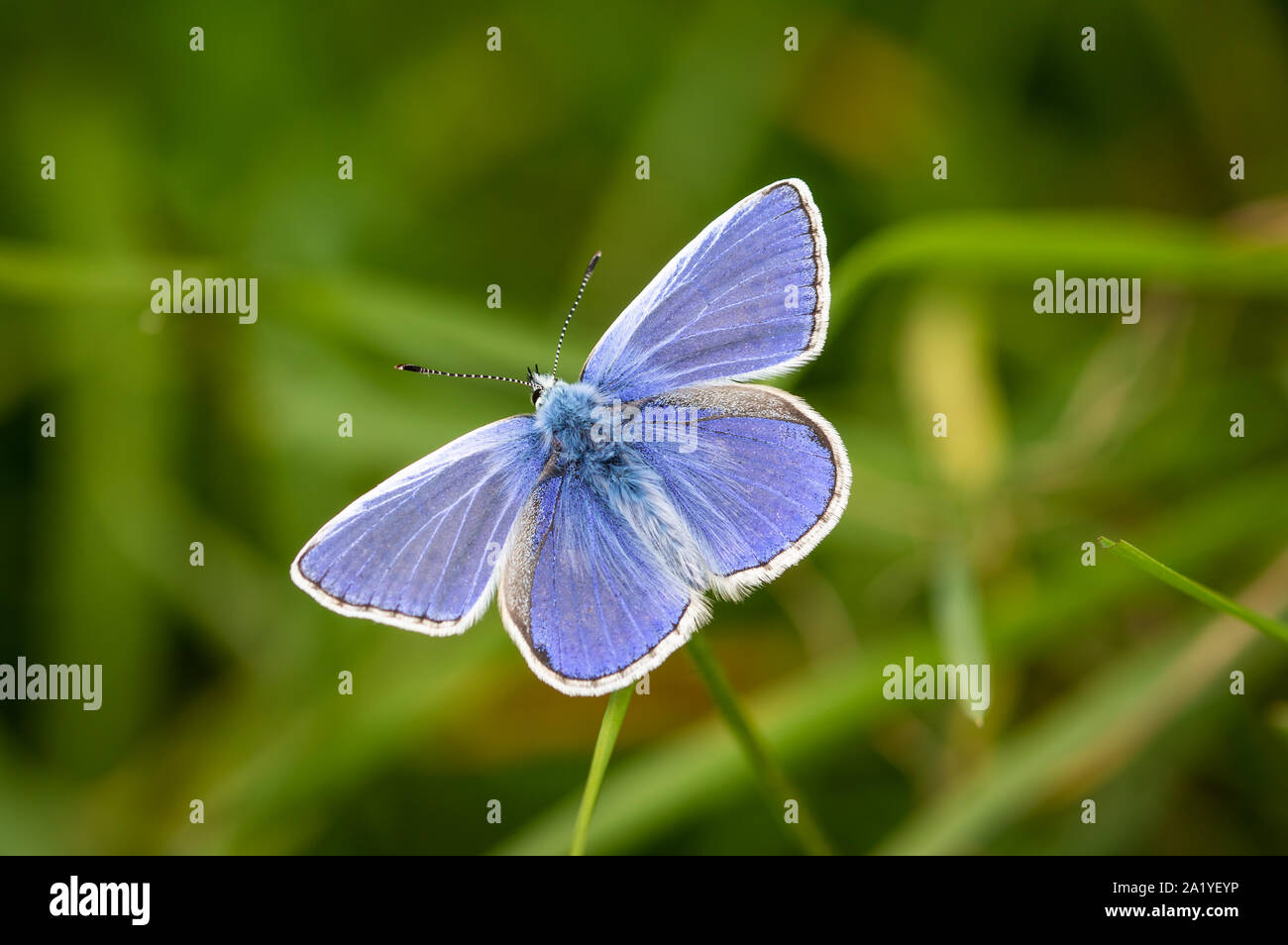 Common Blue male butterfly in front of grass Stock Photo - Alamy