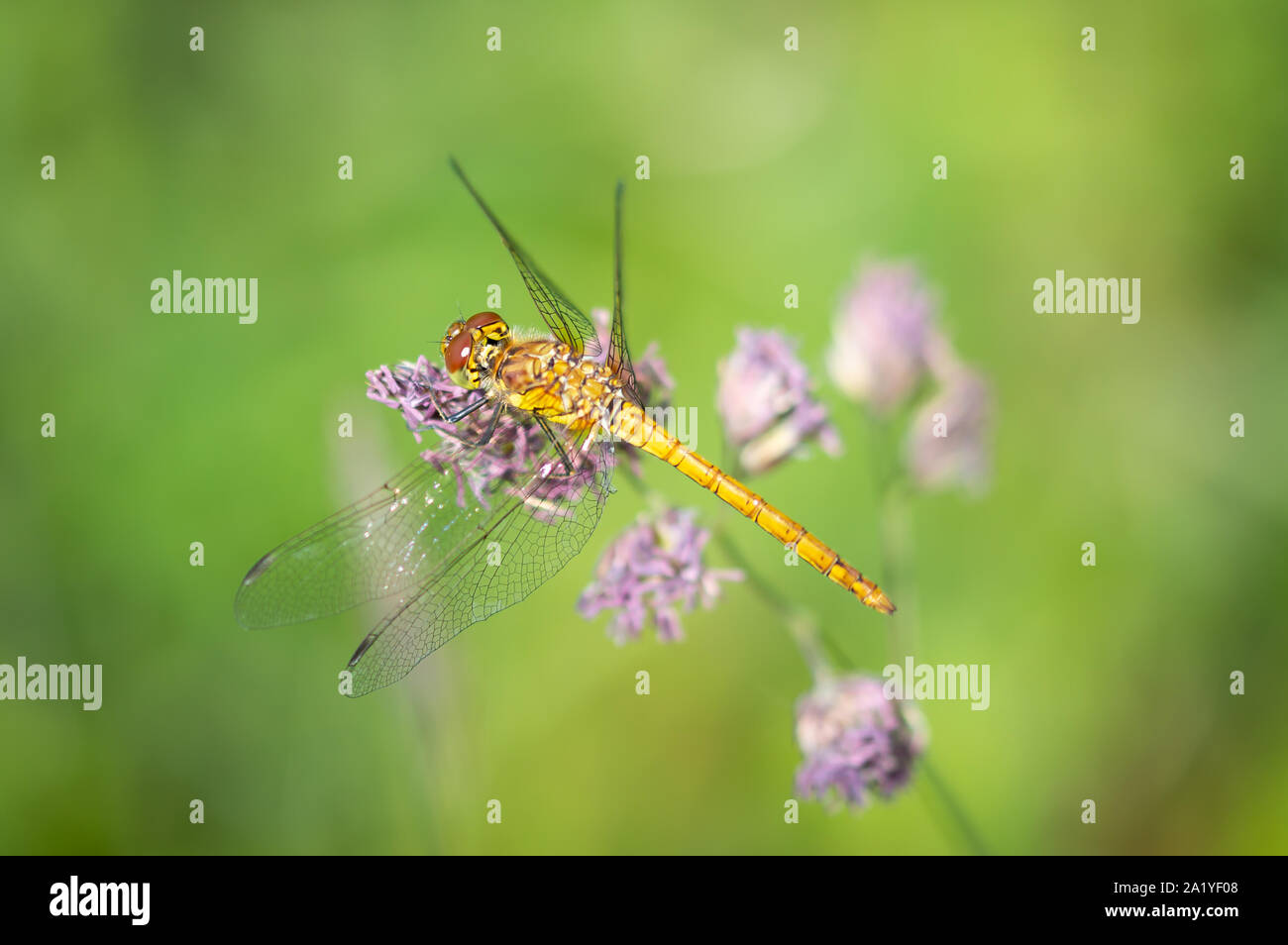 Common Darter dragonfly on seed head Stock Photo